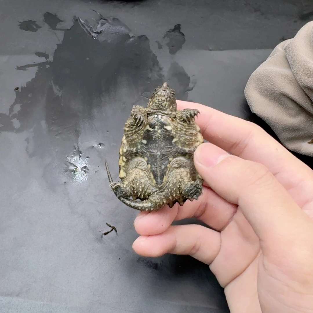 小鳄龟不分公母111