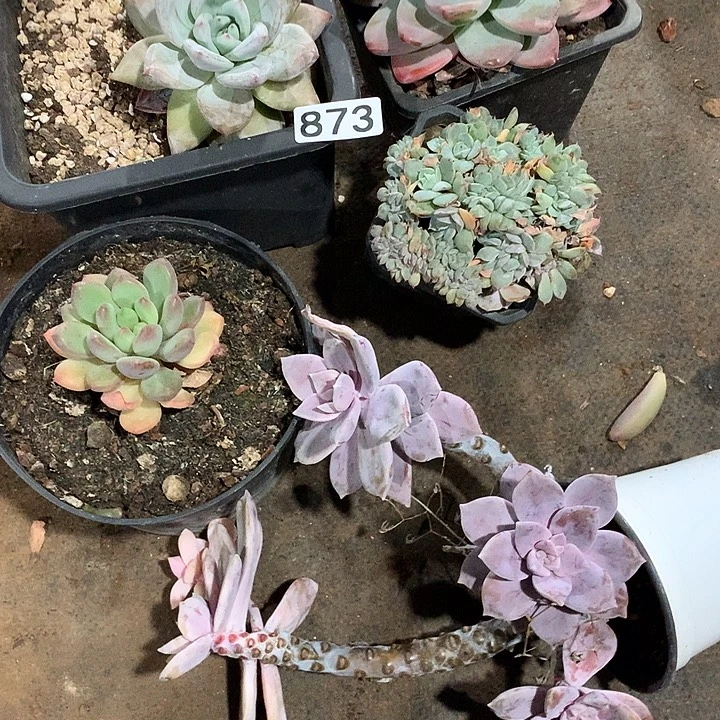 873一堆  一物一拍多肉