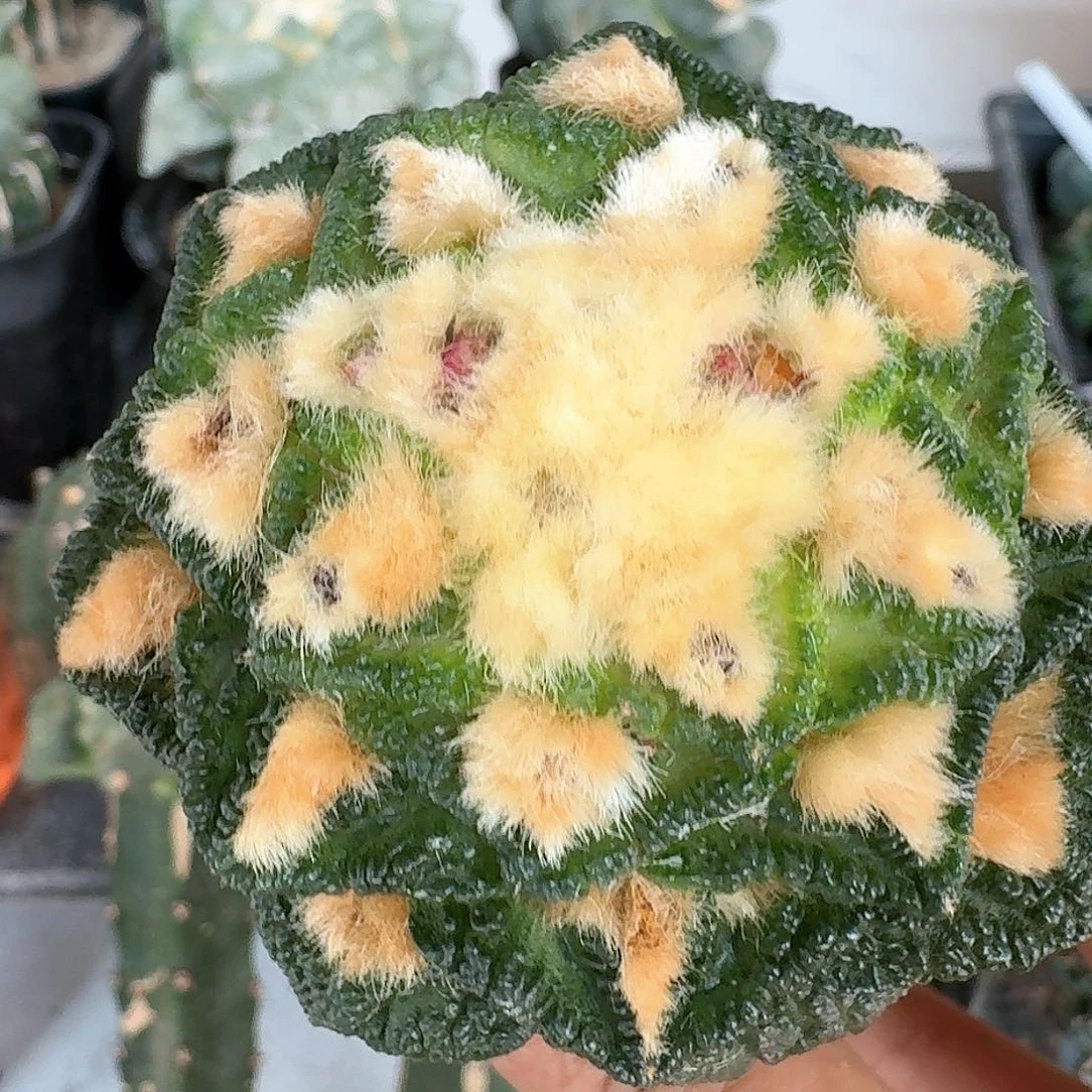 【闪购商品】无花朵一****W辛顿742