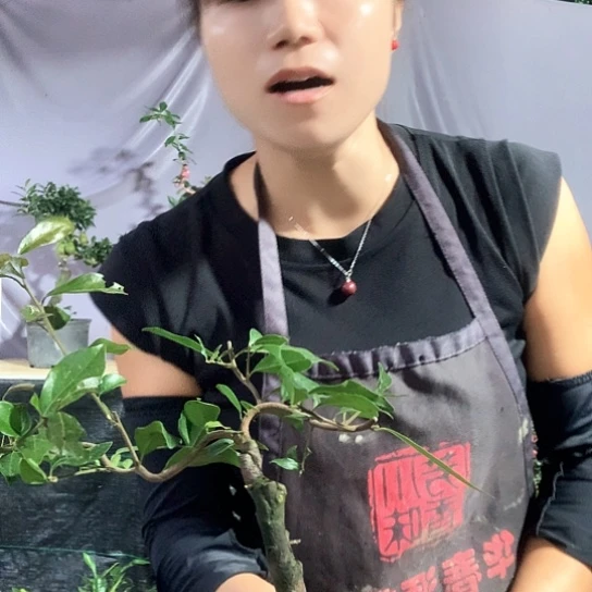 无花朵长寿葫芦。