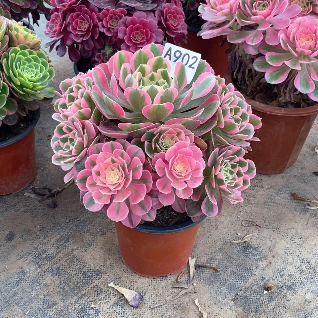 嫩桩粉女郎902多肉法师