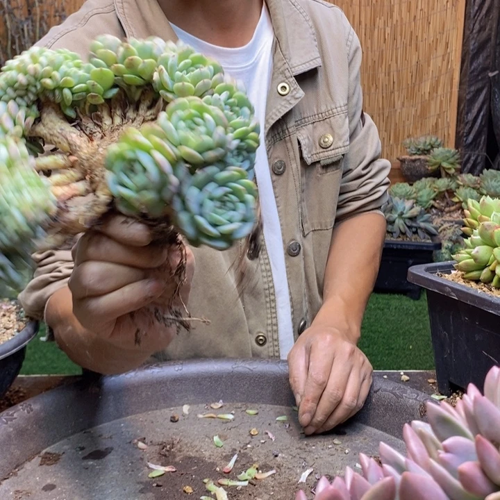 L***a316号白胖子多肉植物