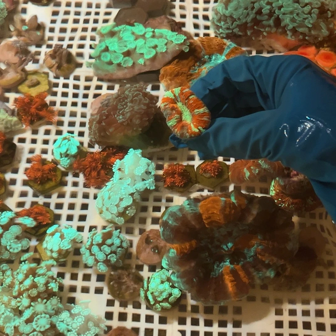 北***、纽扣珊瑚八字脑1个。