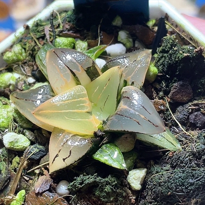 508红纹锦特选福利