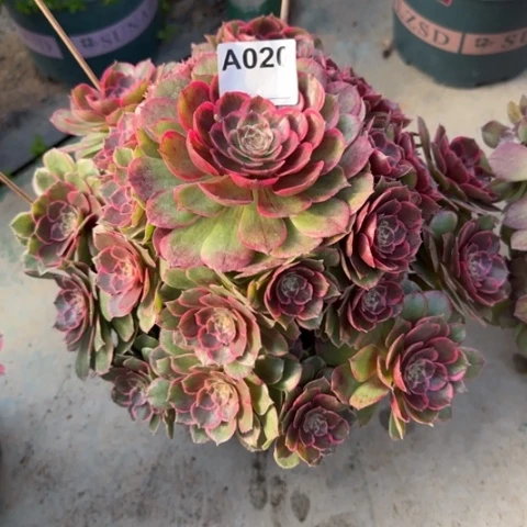 020粉花妖30厘米左右