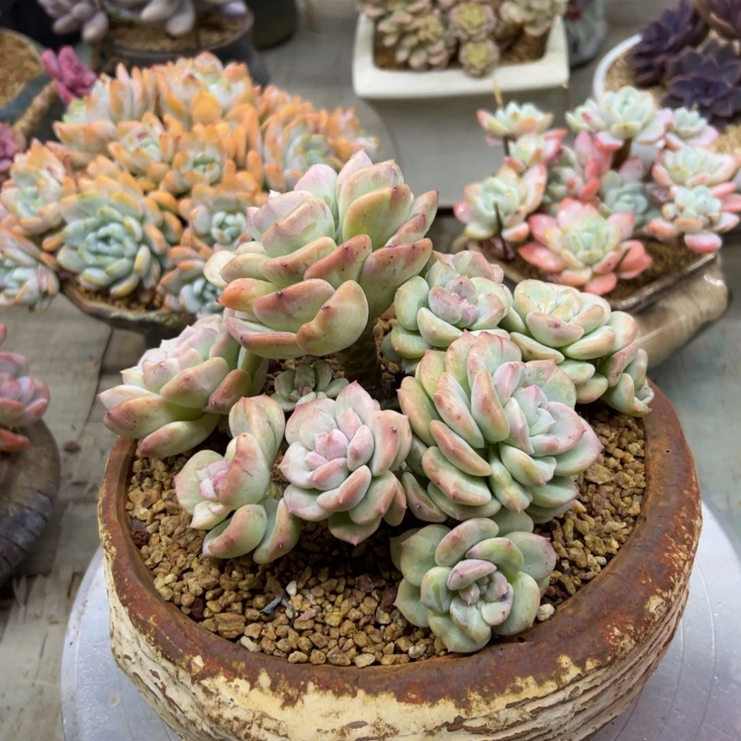 多肉68 零零多肉植物