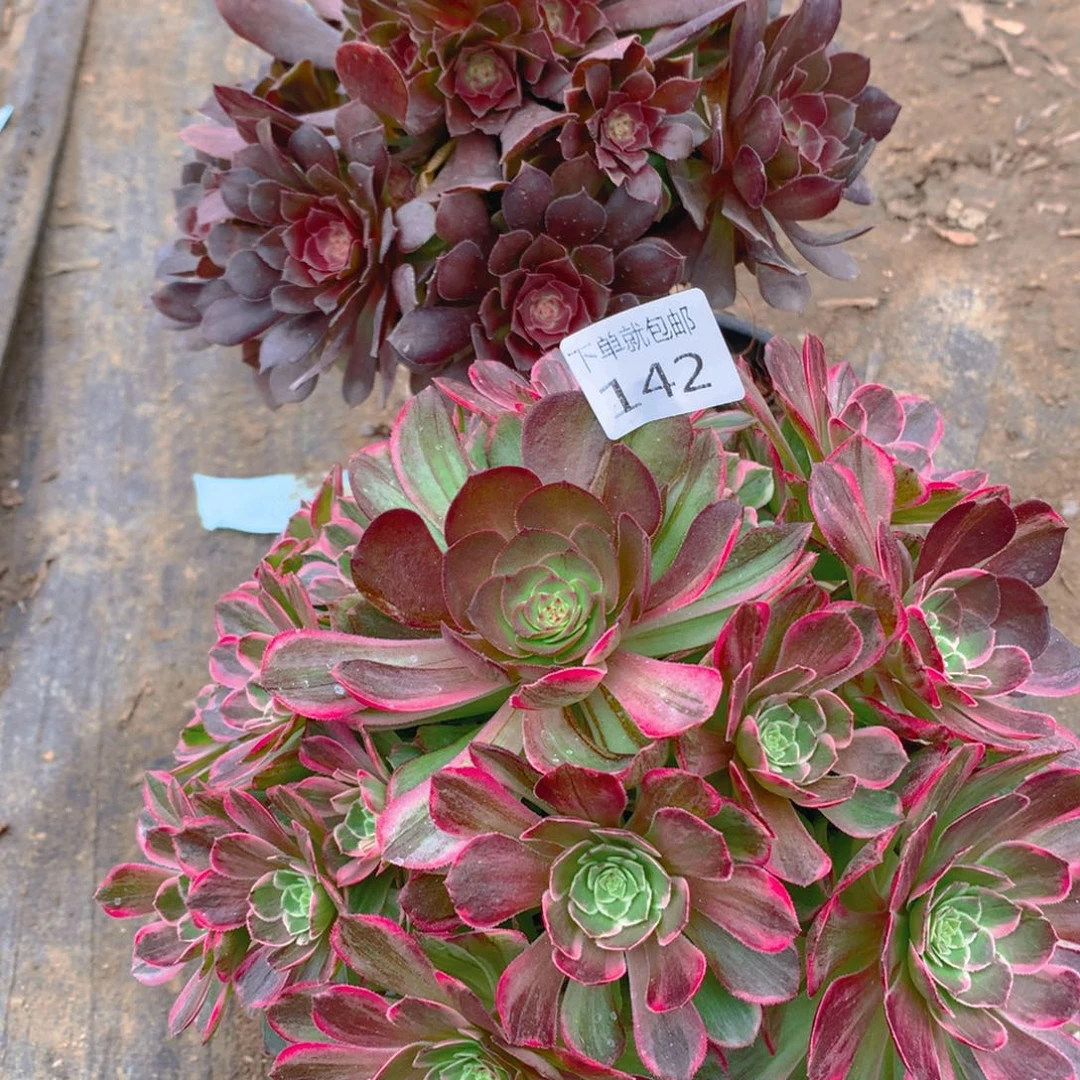 142法师组合老桩多肉植物