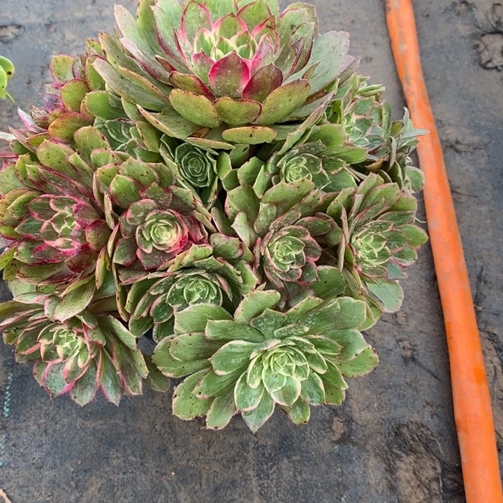 莲花座31多肉植物法师法师