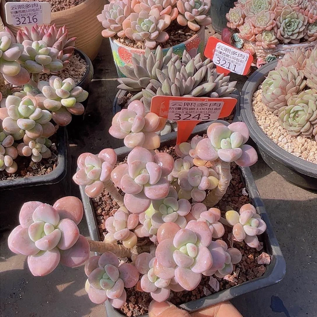 ¹**63243红洛神。