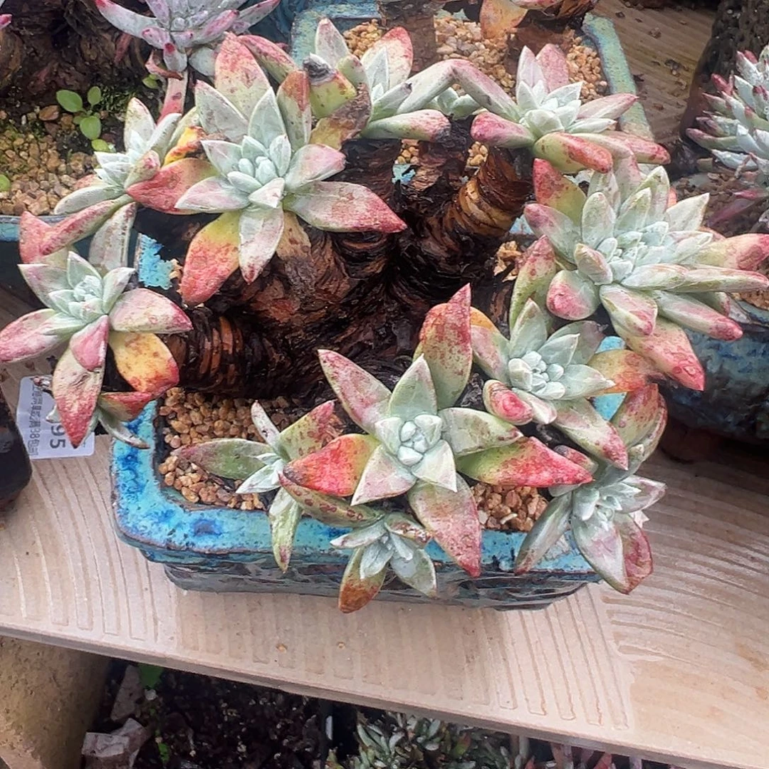 6120绿菊苹果叶仙女杯