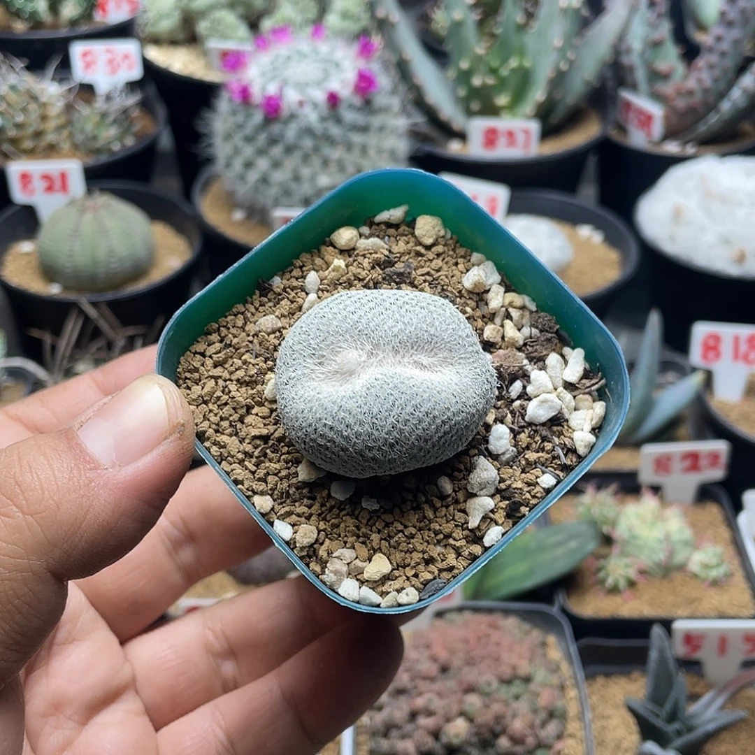 月世界缀化 微瑕包邮