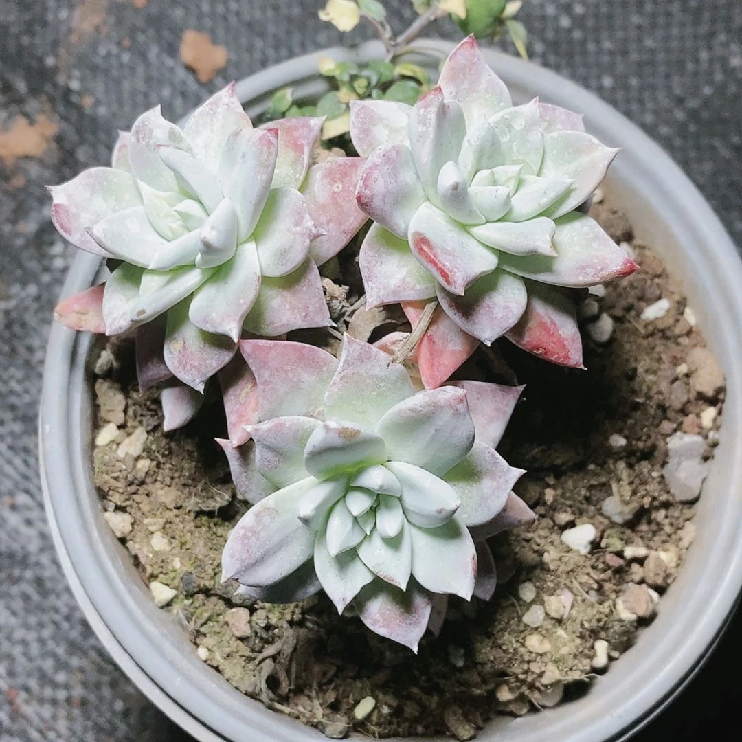 【闪购商品】哈哈哈流丹白豪多肉2140