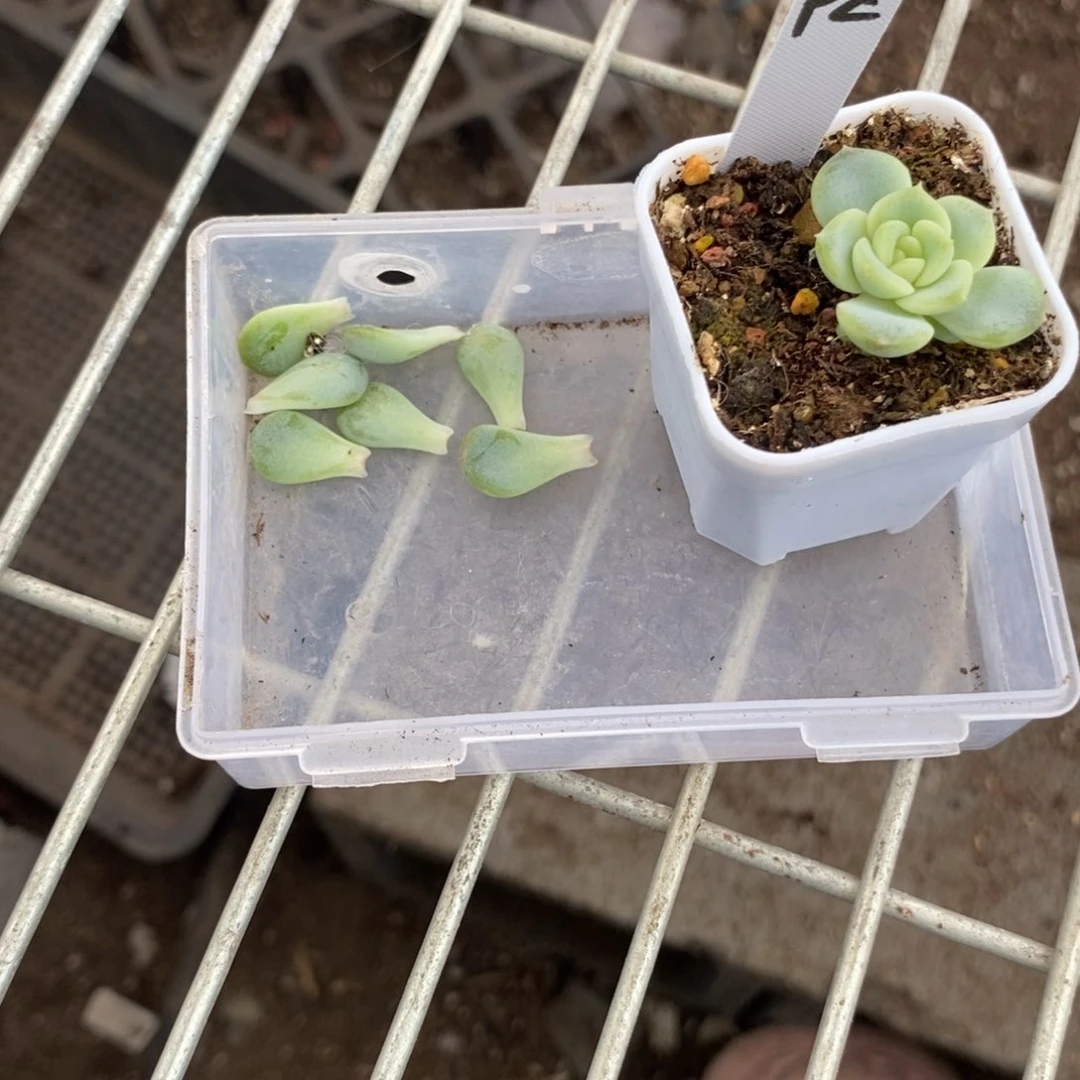 纯叶片甜心飘枝叶片一个