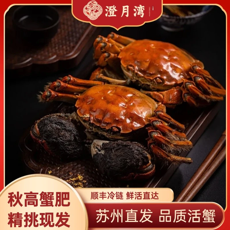 【活蟹】澄月湾大闸蟹精挑3.2-2.9两母蟹8/10只装苏州精品大闸蟹