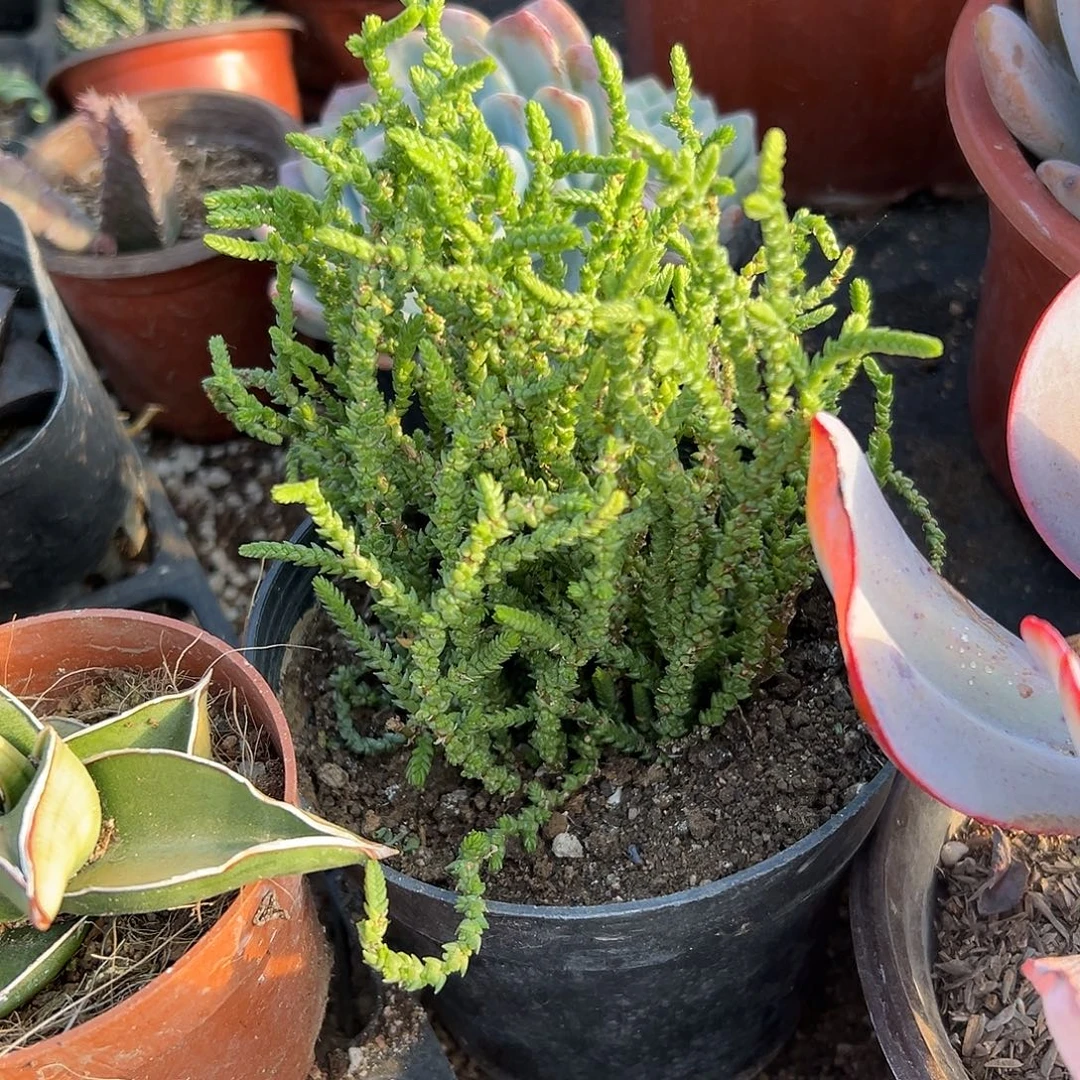 多肉植物一帆风顺