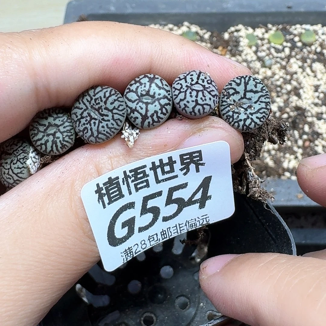 多肉植物的人生fgb