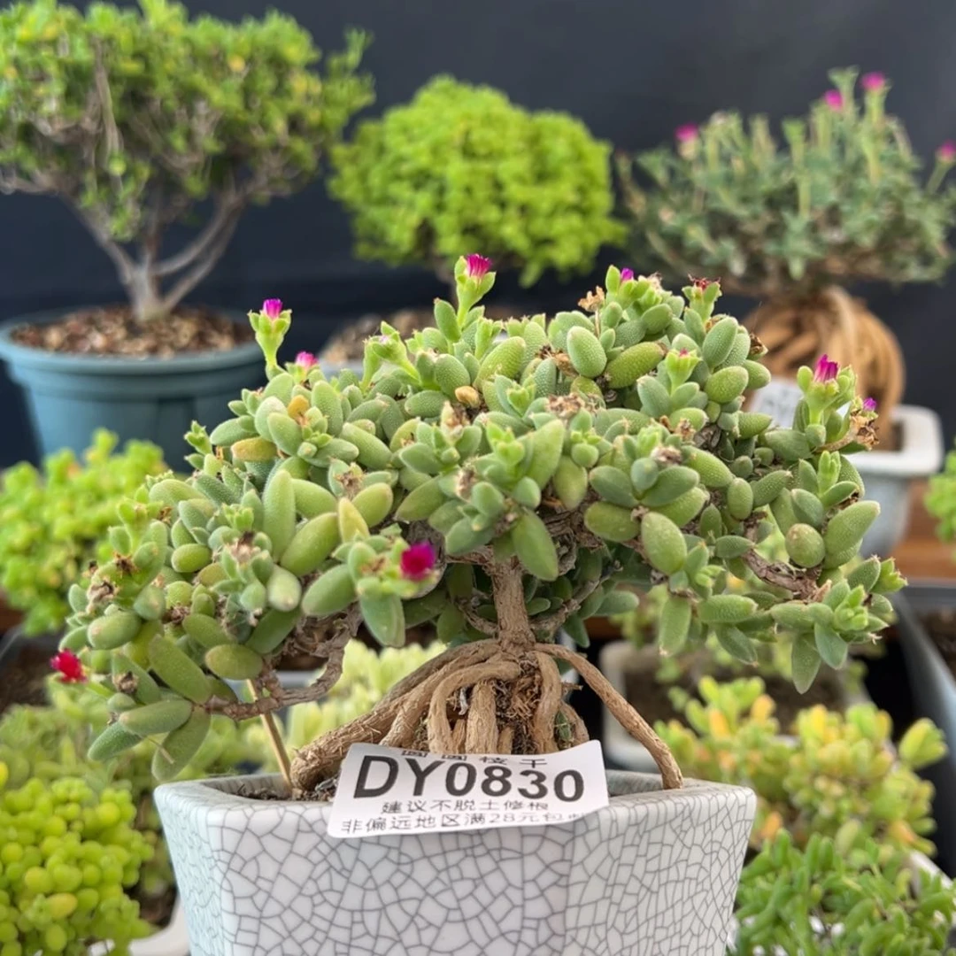 【闪购商品】dy0830老老老老玉米送盆