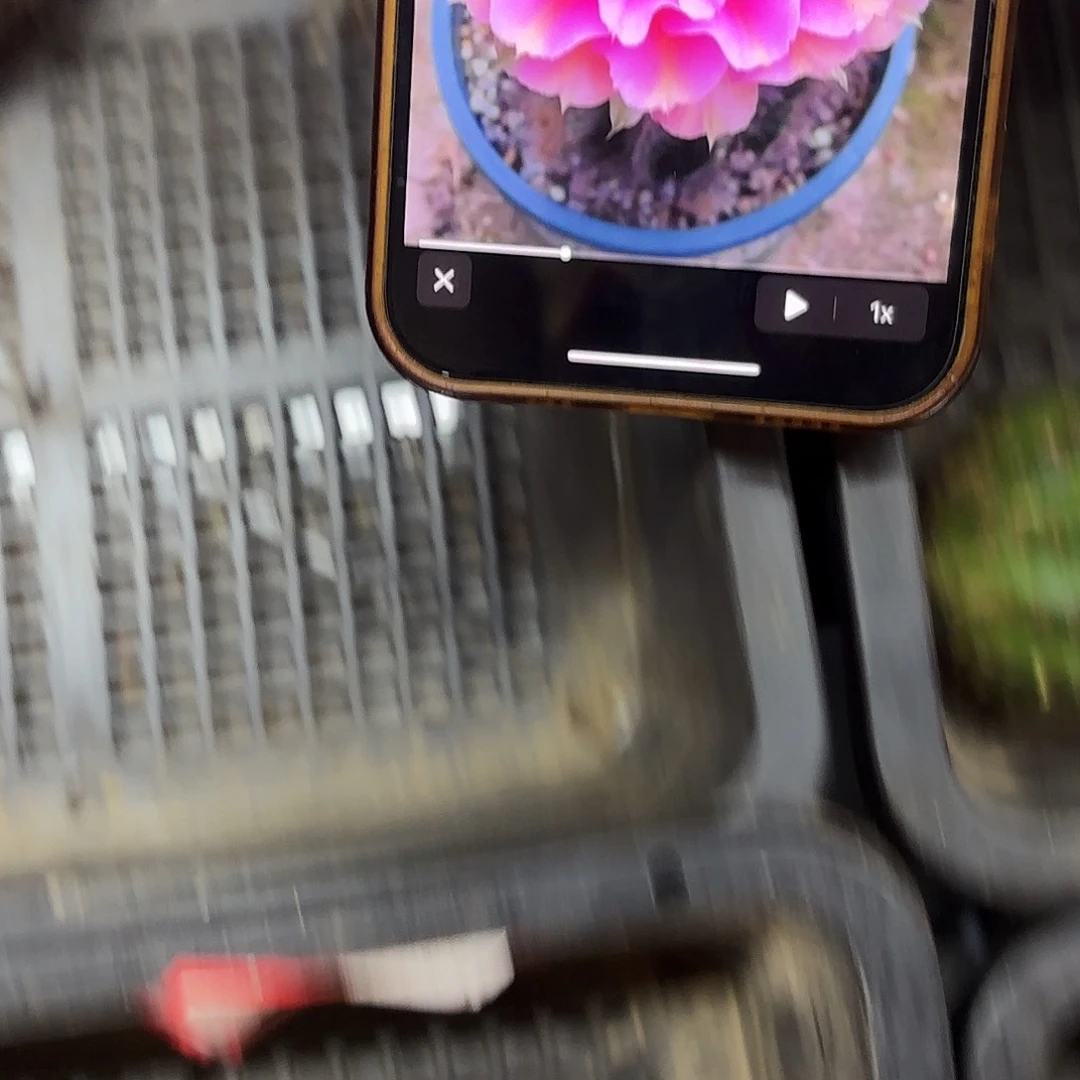 彼岸彩侧牙20包邮仙人28