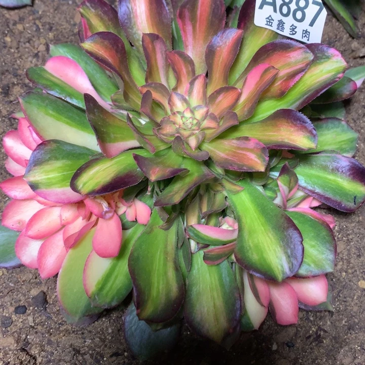 887多肉植物一物一拍嫩桩