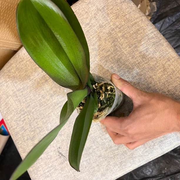 蝴蝶兰瑕疵抽梗苗