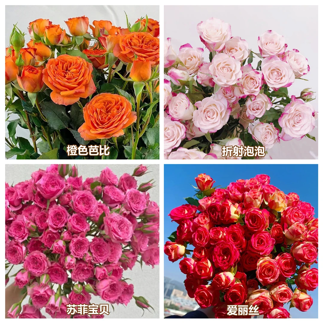 TS单色20支多头玫瑰【基地爆款】昆明斗南基地现采现发顺丰冷链包邮