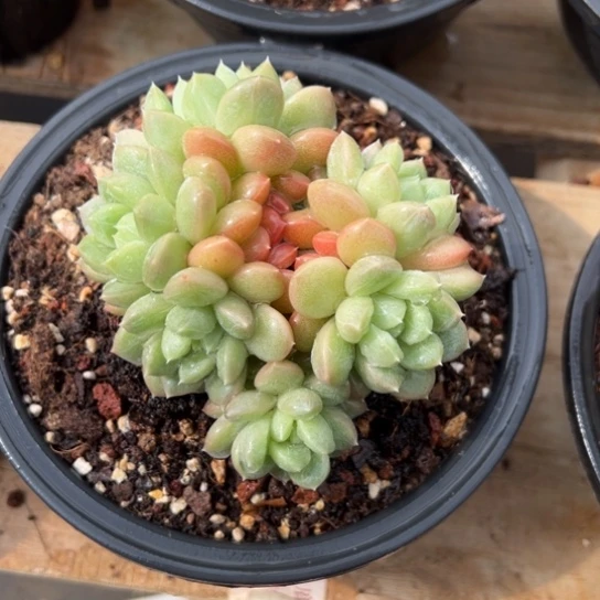 百达翡翠 夏鸣园艺