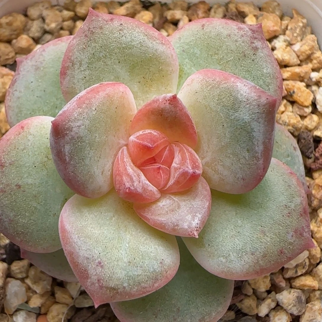 【满39包邮非偏远】203