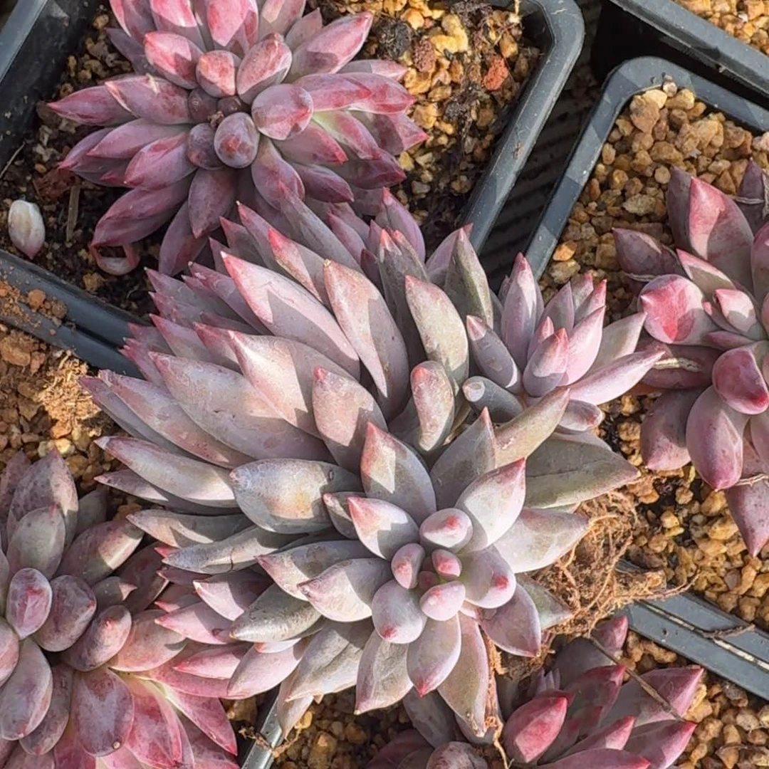 虞美人升级差价一物一拍