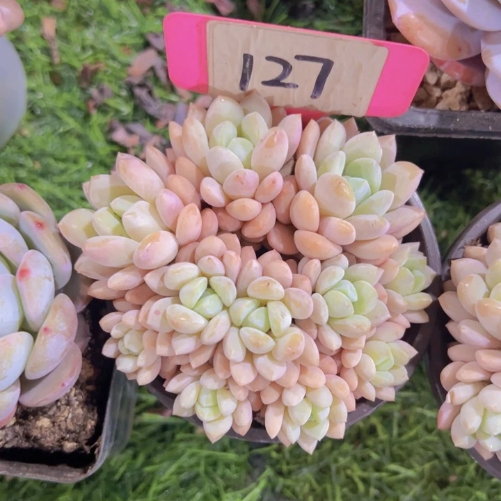 健健康康平平安安