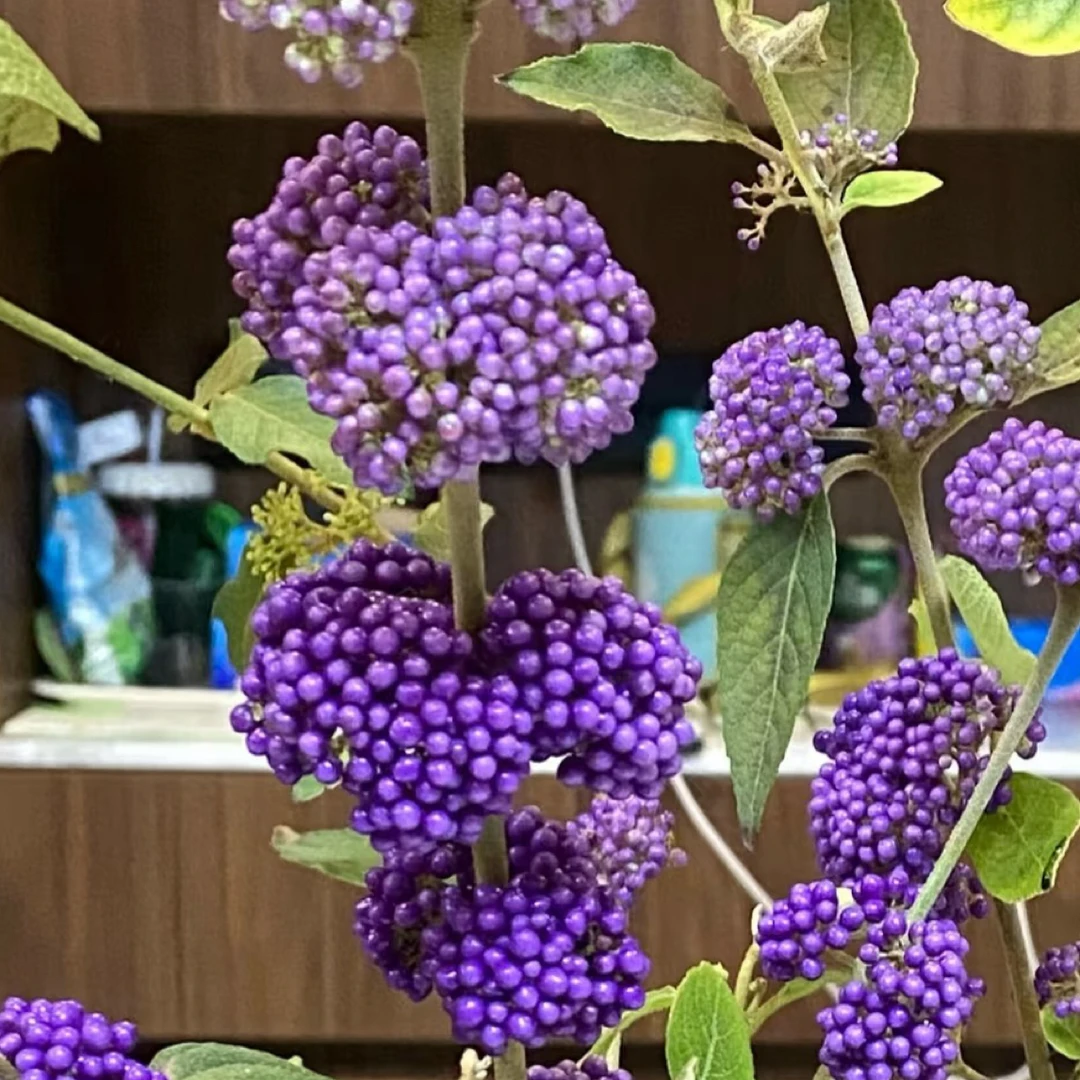 台湾紫珠盆栽 转运珠 日本紫珠 庭院阳台多年生灌木观果植物