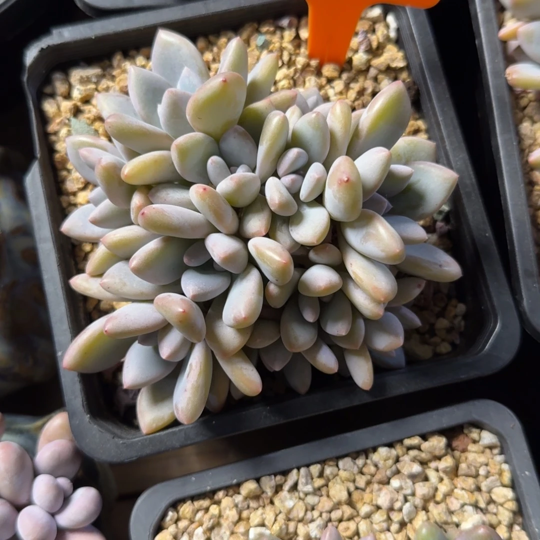 茉莉鸳鸯111111111111111