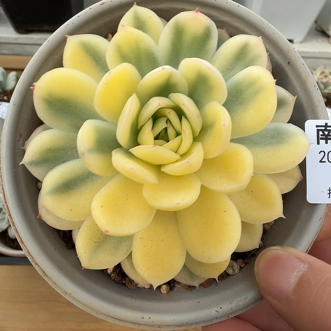 草莓冰锦111122-176