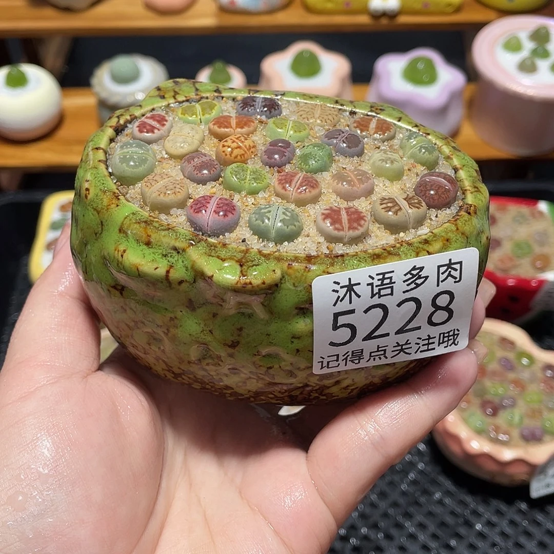 带盆土植物 一物一拍5228
