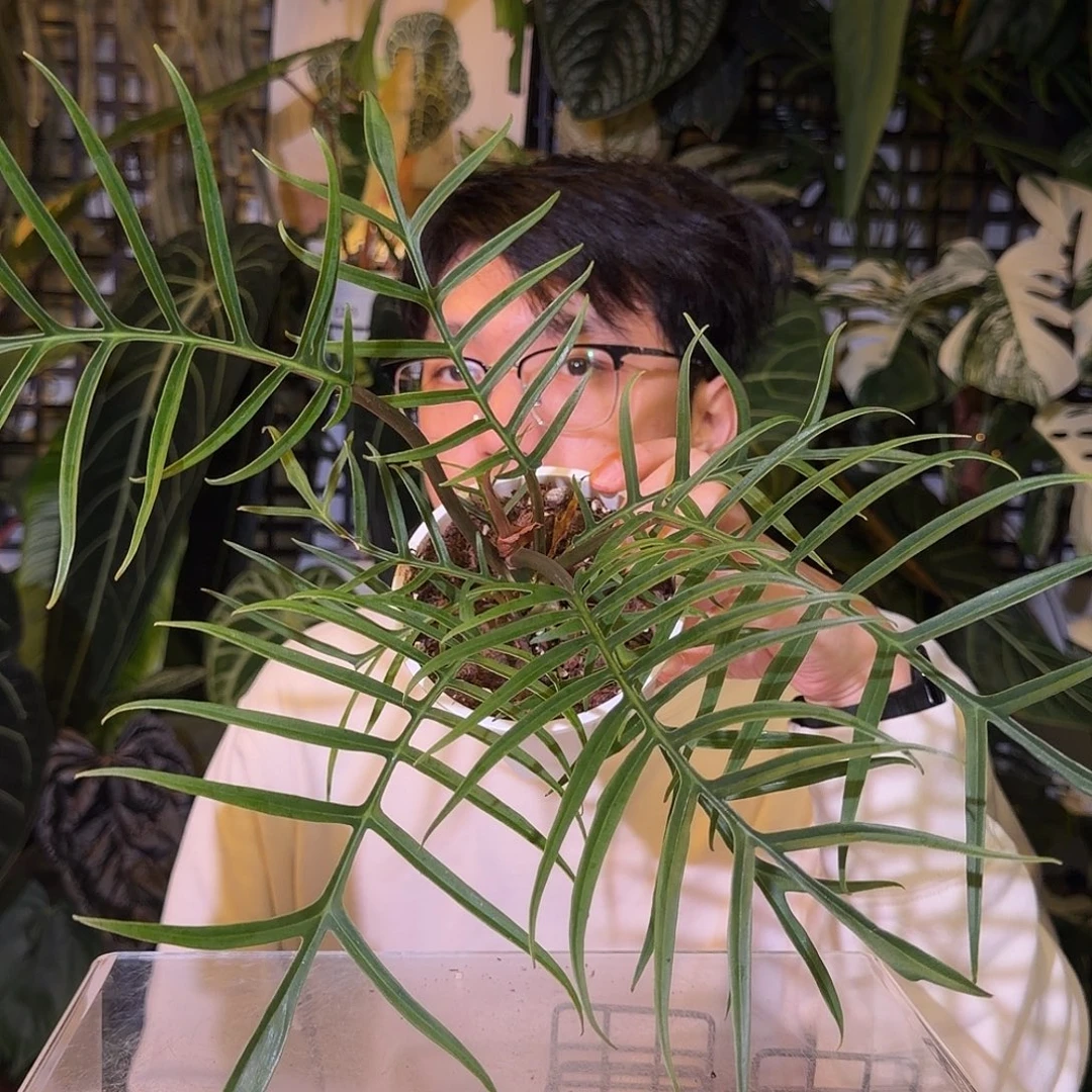 完全开放G52 鱼骨蔓绿绒