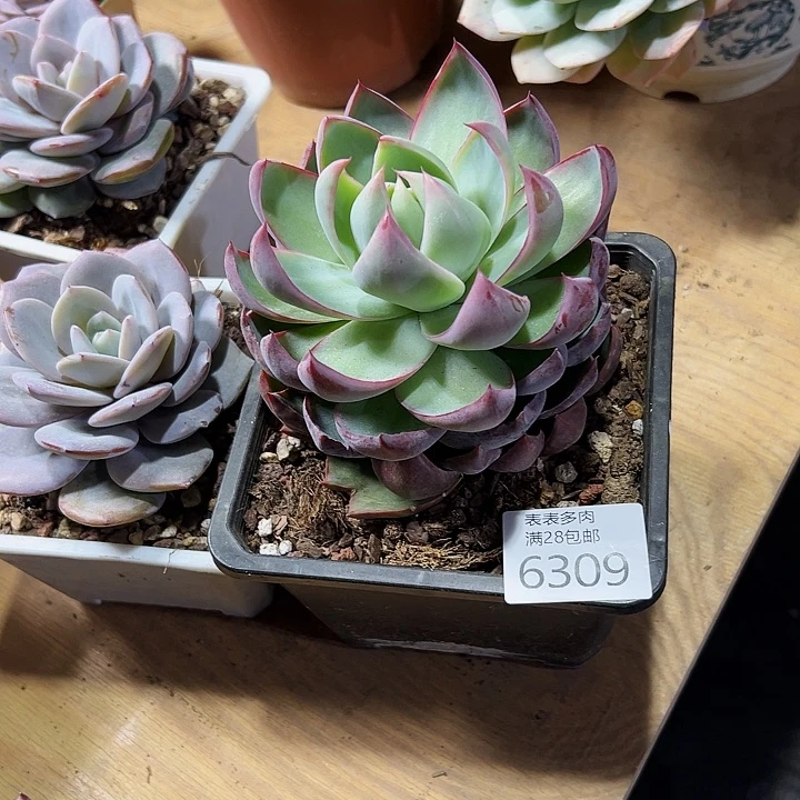 9号女*我们的确是一个很6309