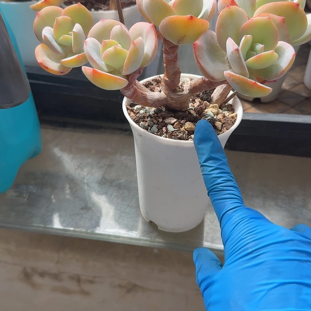 乐***稍白凤多肉植物一颗