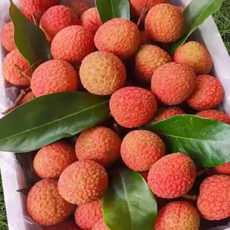 广西黑叶荔枝新鲜现摘脆甜多汁当季核肉厚香甜饱满