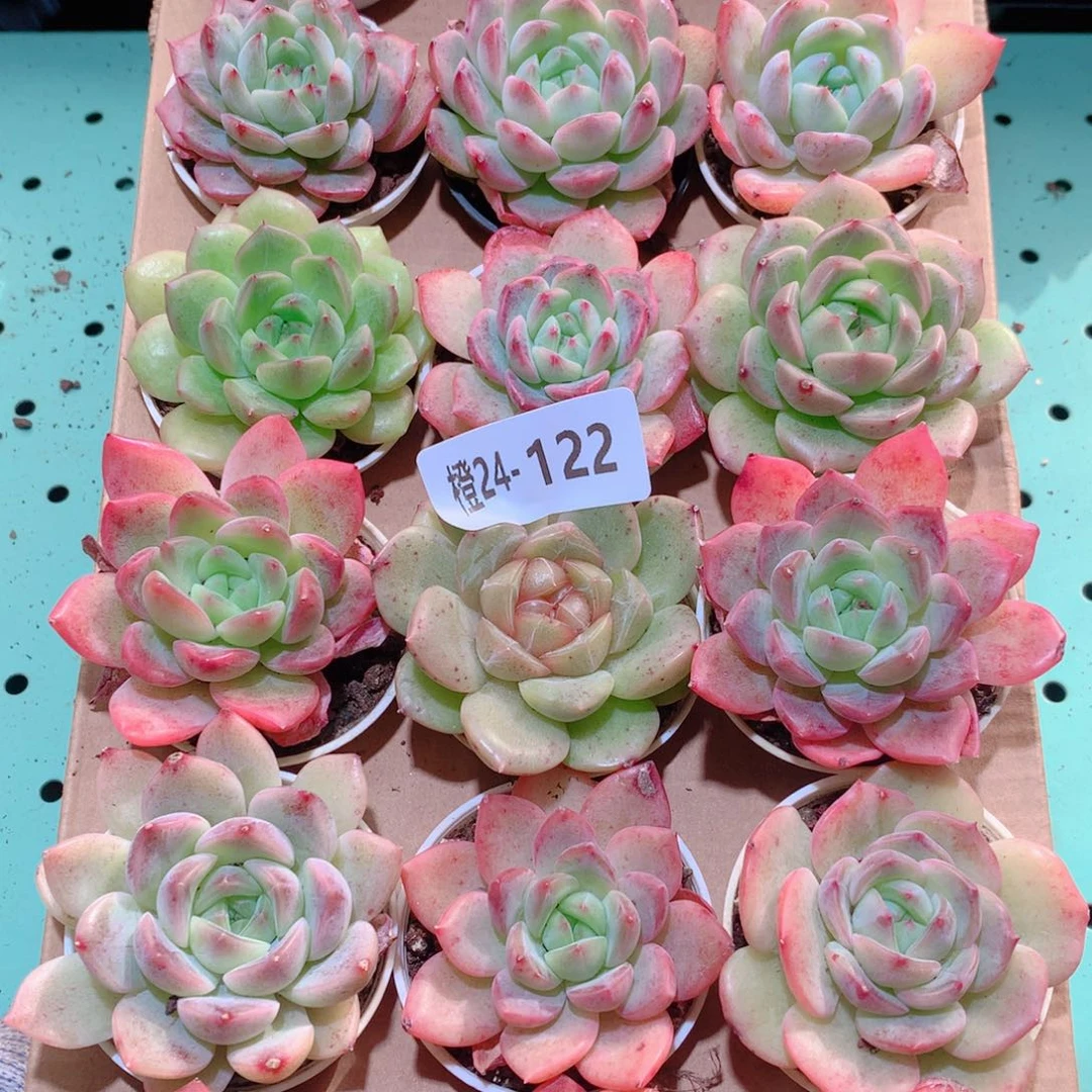 24-121一物一拍多肉带盆18颗
