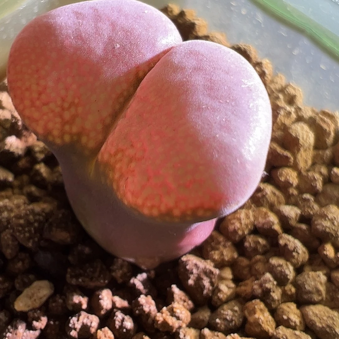 瑶*特 遥遥。          大红。