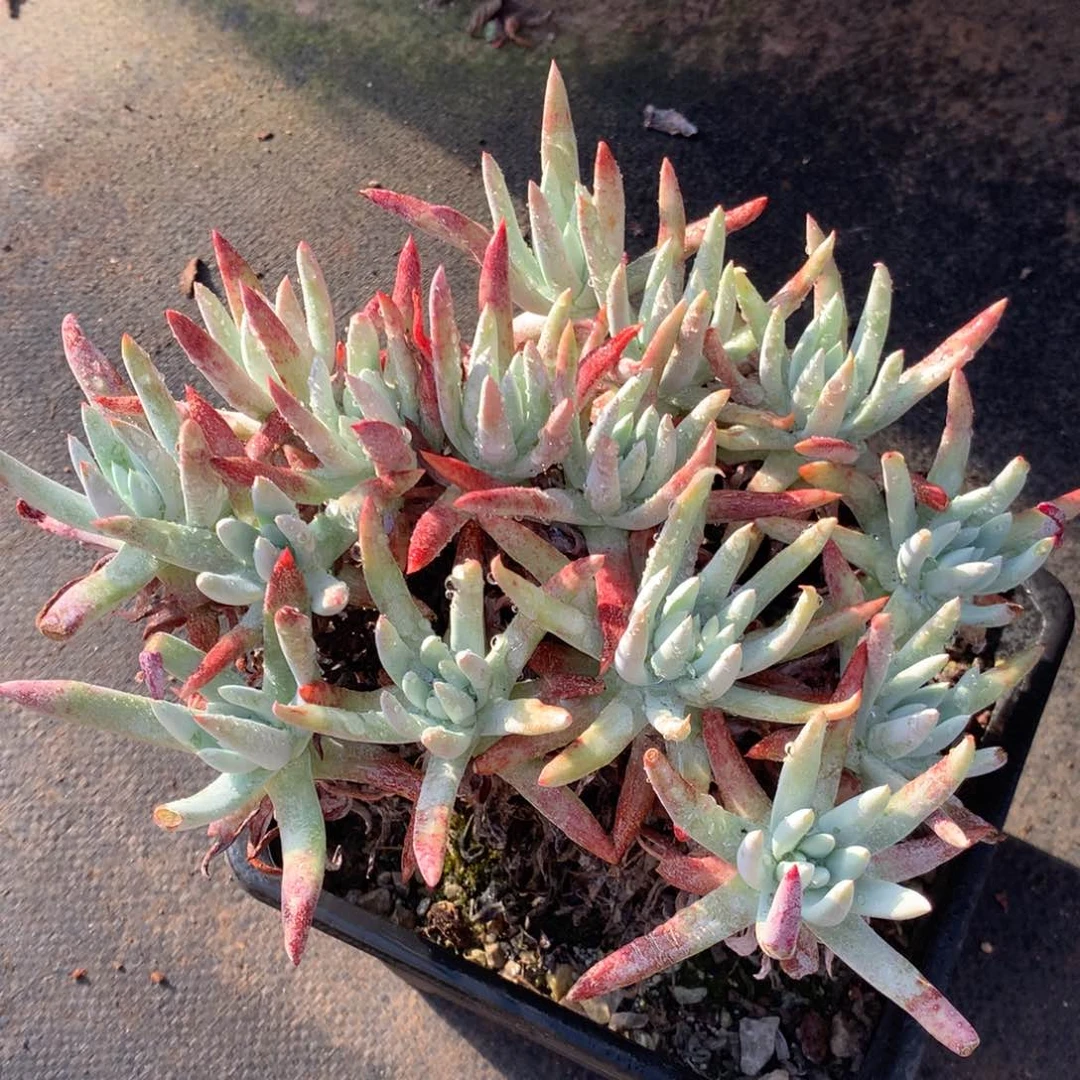 艾杜杂，多肉植物