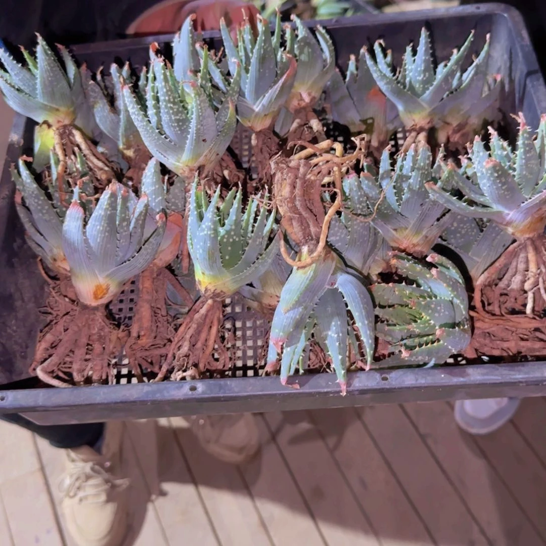 块根植物块根植物块根植物