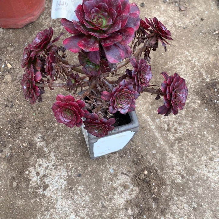 1449美肌多肉植物特价