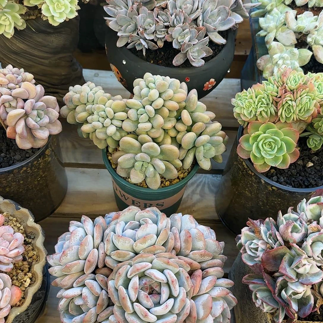 恭喜发财 恭喜发财