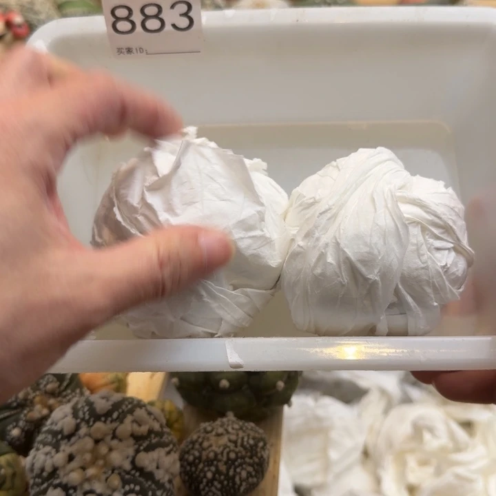 兜星球仙人球883号