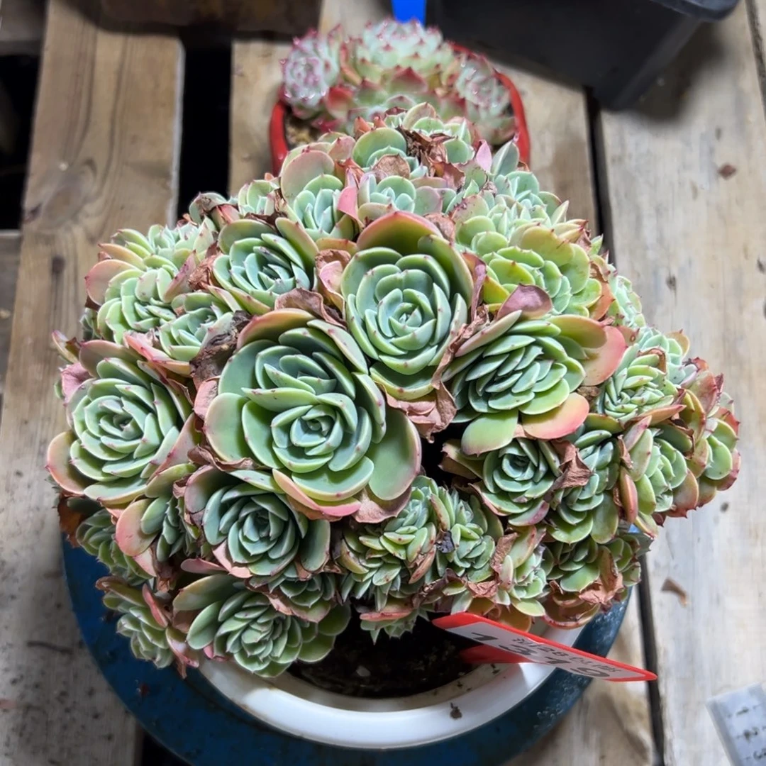 1319埃斯梅拉达缀，冠服21