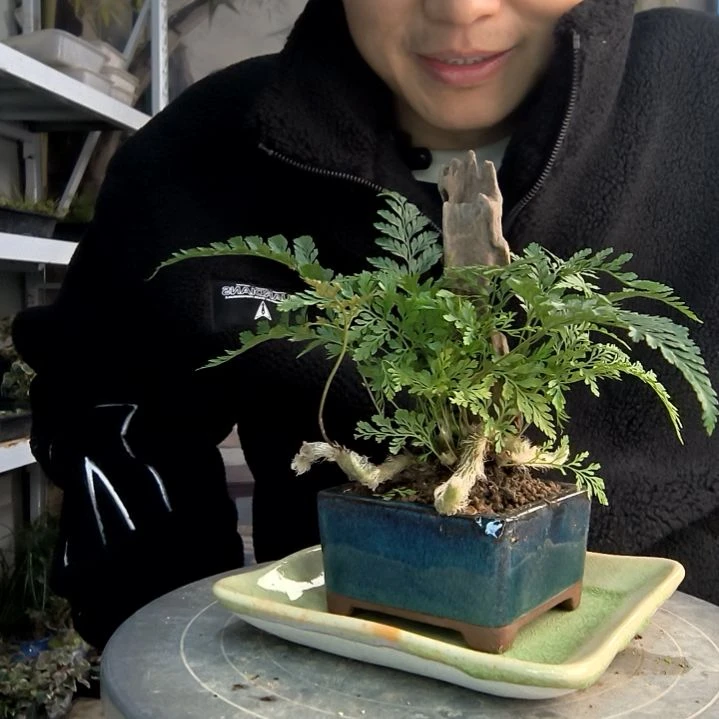 木*小盆景小植物一物一拍17