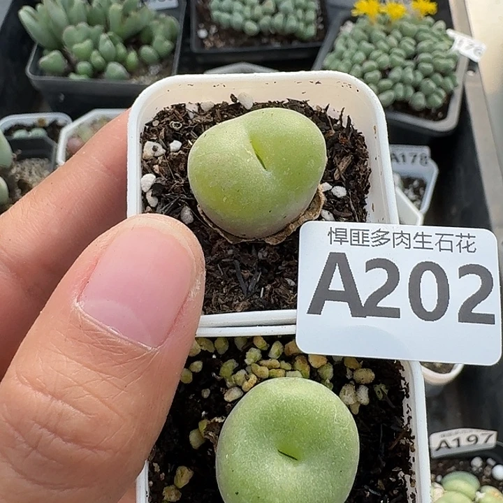 202多肉植物多肉植物