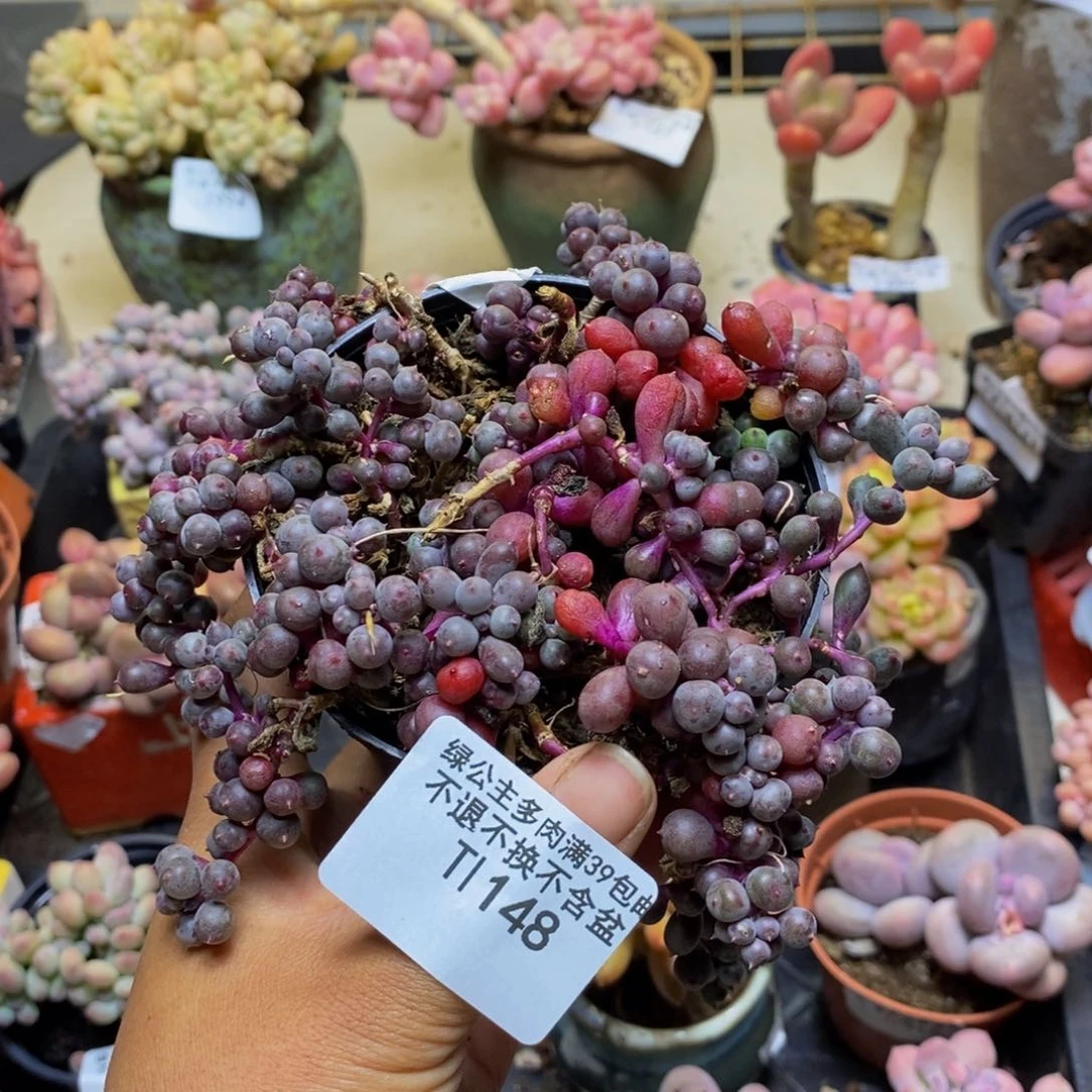 8*0148紫泡泡多肉8c m