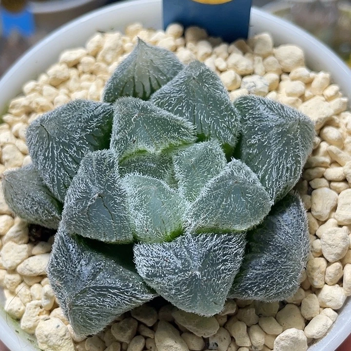 瓯***品687巨大梦露亚成猪