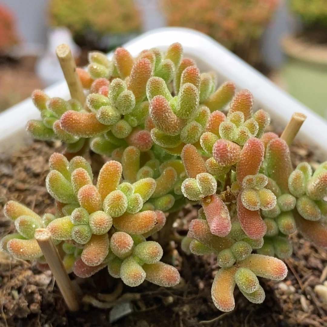 冰晶杂枝干番杏A113